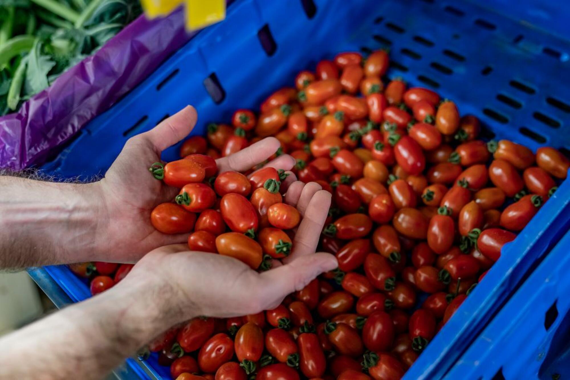 Una persona muestra un puñado de tomates  de una caja en el supermercado FoodCoop BCN (Autoría: Laura Guerrero para barcelona.cat)