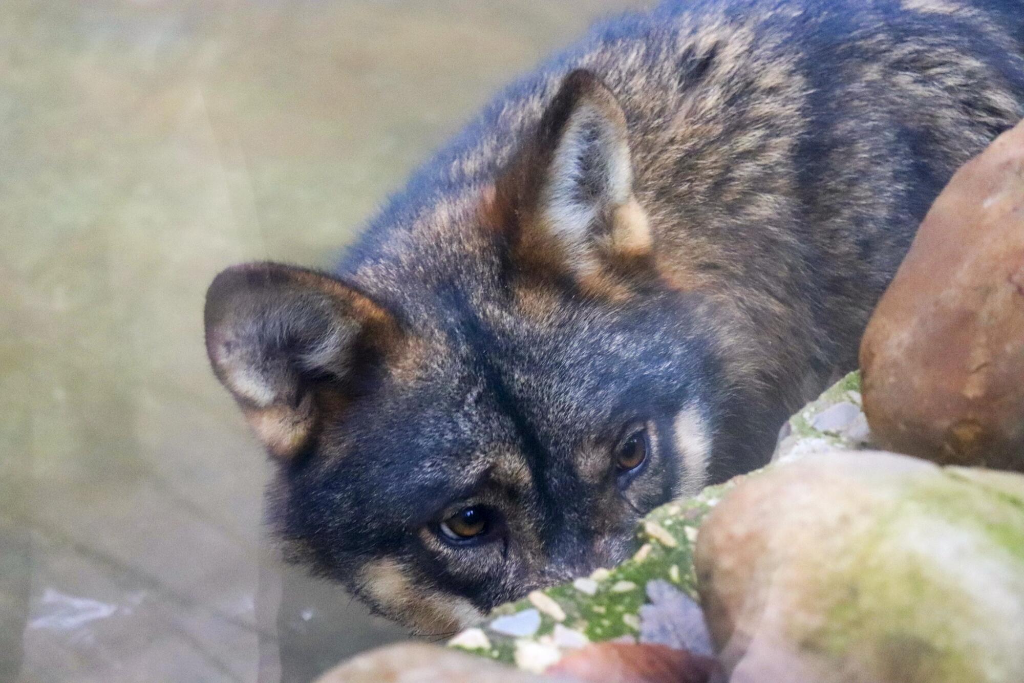 Lobo en cautividad