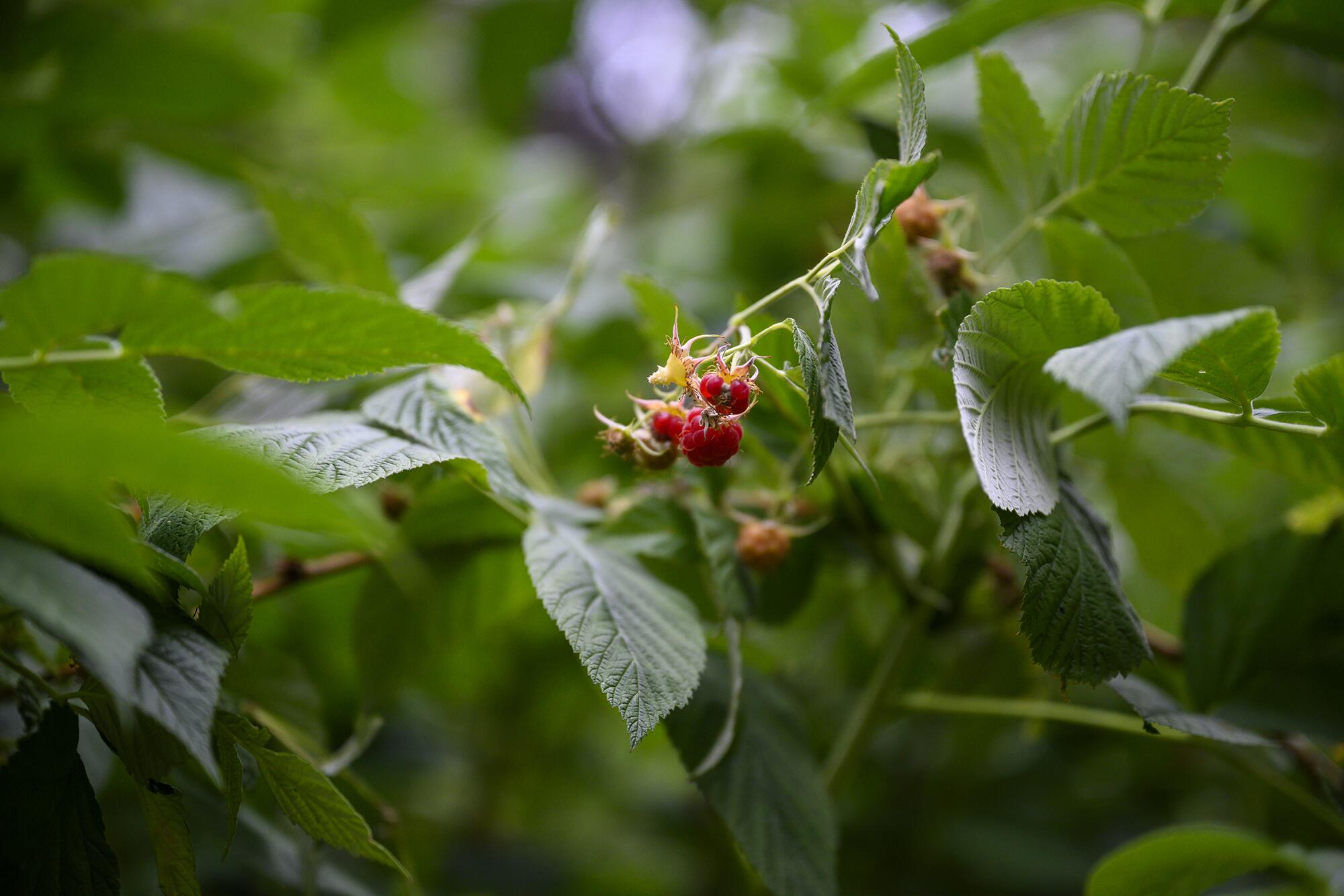 Fruto del bosque