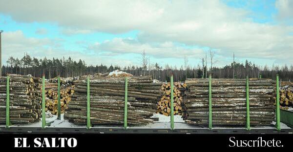 De sumidero de carbono a emisor de gases: los bosques en Finlandia ya no capturan CO2