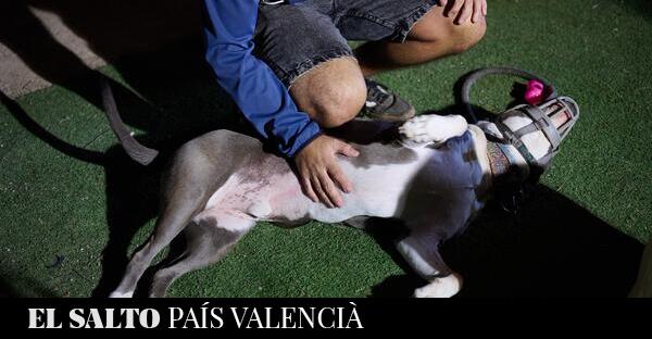 Valencia | Hundreds of people coordinate to rescue animals affected by dana – El Salto