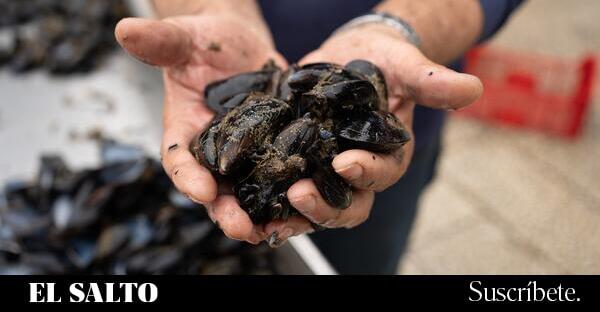 Miles de millones en fondos europeos no logran salvar a los mariscadores de la crisis climática