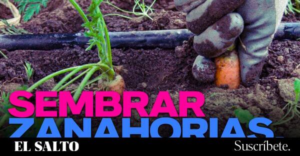 Sembrar zanahorias, recolectar comunidad