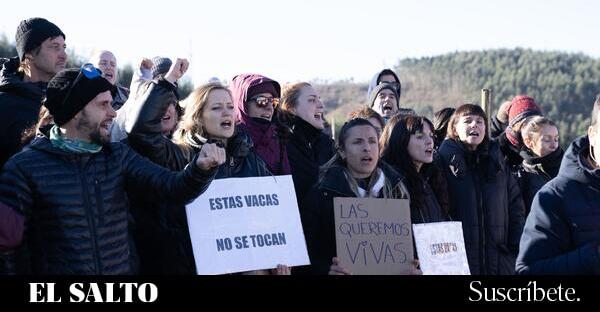 Movilización popular para proteger a cinco vacas